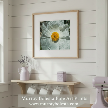 Prickly Poppy | Fine Art Arizona Desert Nature Print