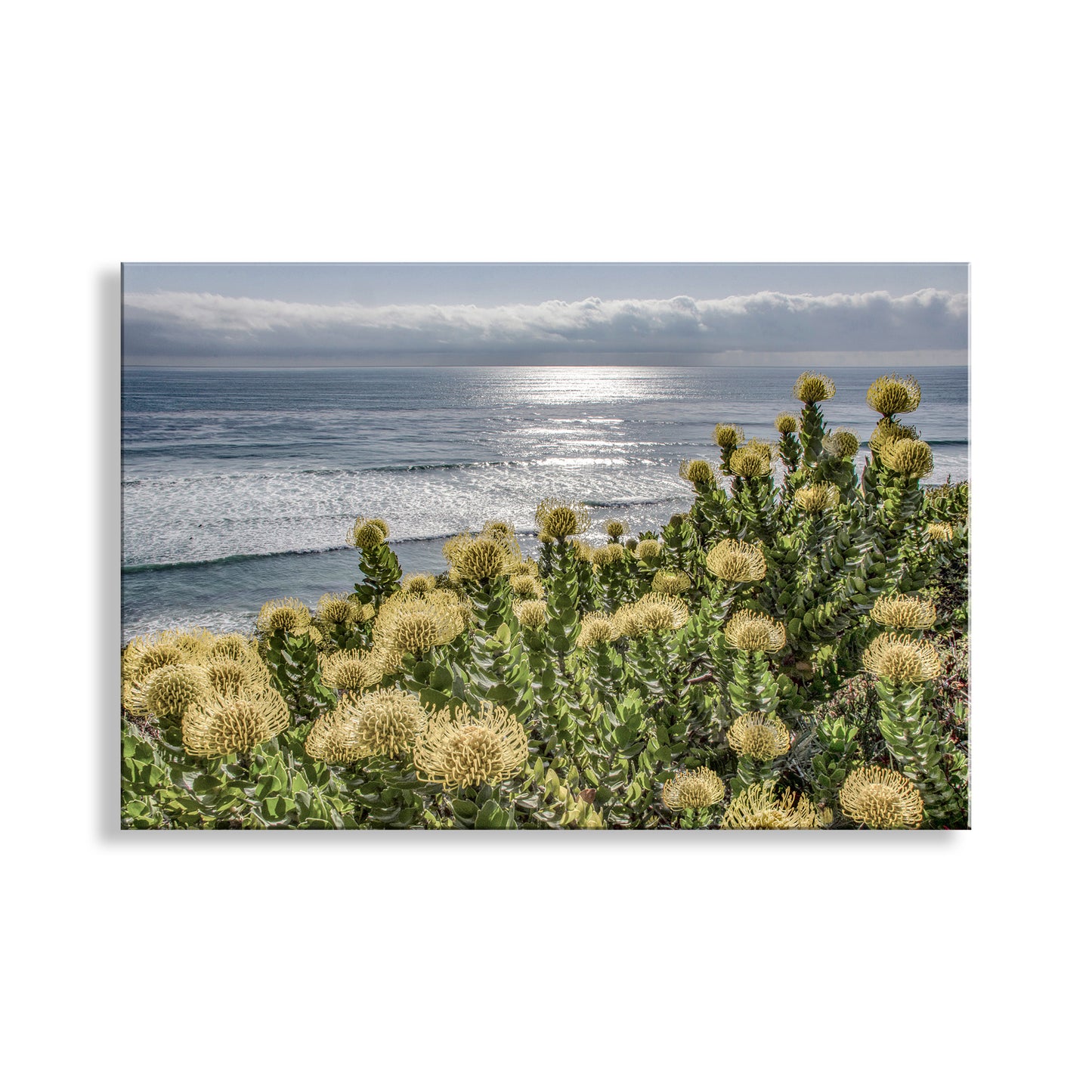 Floral scene with ocean view on a white background. The mighty Pacific Ocean brews a distant storm! Intervening brilliantly in the foreground are yellow South African Protea, captured on camera by me at Encinitas, California, USA. Original, unique signed art by Murray Bolesta!