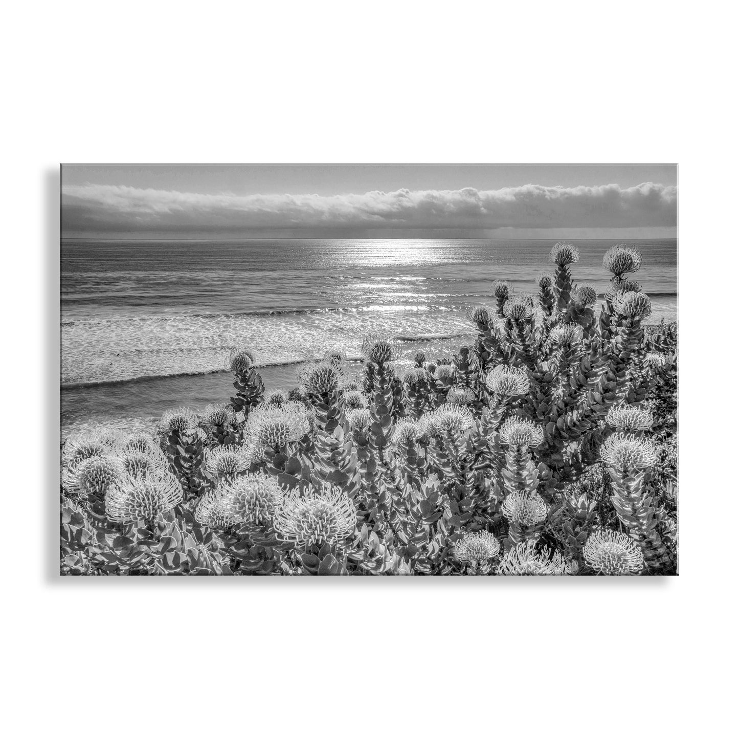 Black and white landscape of a coastal scene with flowers in the foreground. Encinitas California Ocean Art in Black & White with Protea Flowers