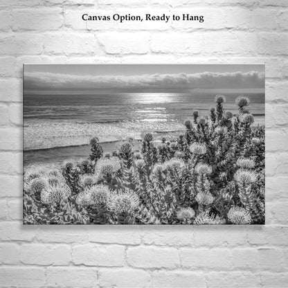 Encinitas California Ocean Art in Black & White with Protea Flowers