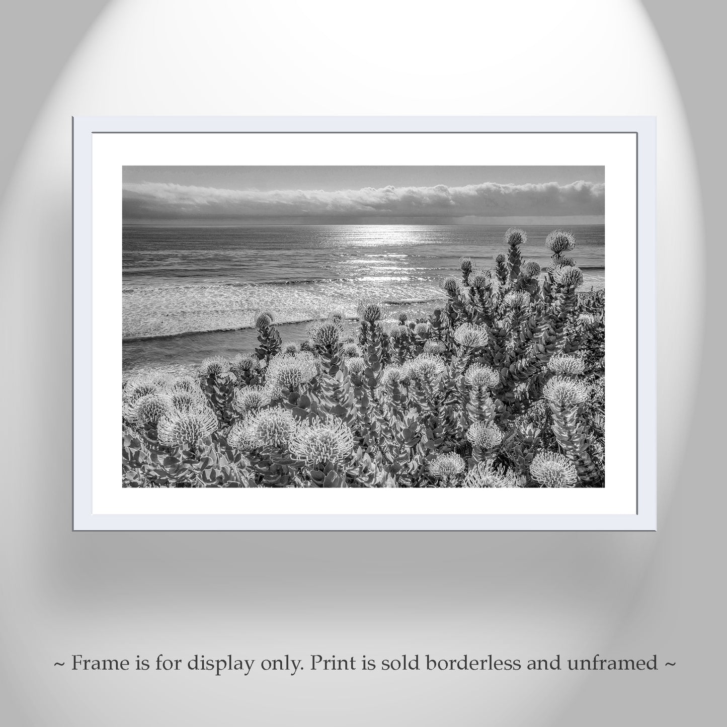 Encinitas California Ocean Art in Black & White with Protea Flowers