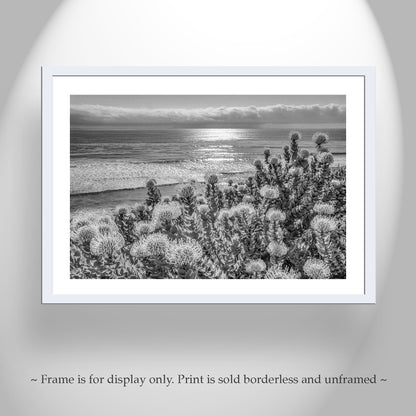Encinitas California Ocean Art in Black & White with Protea Flowers