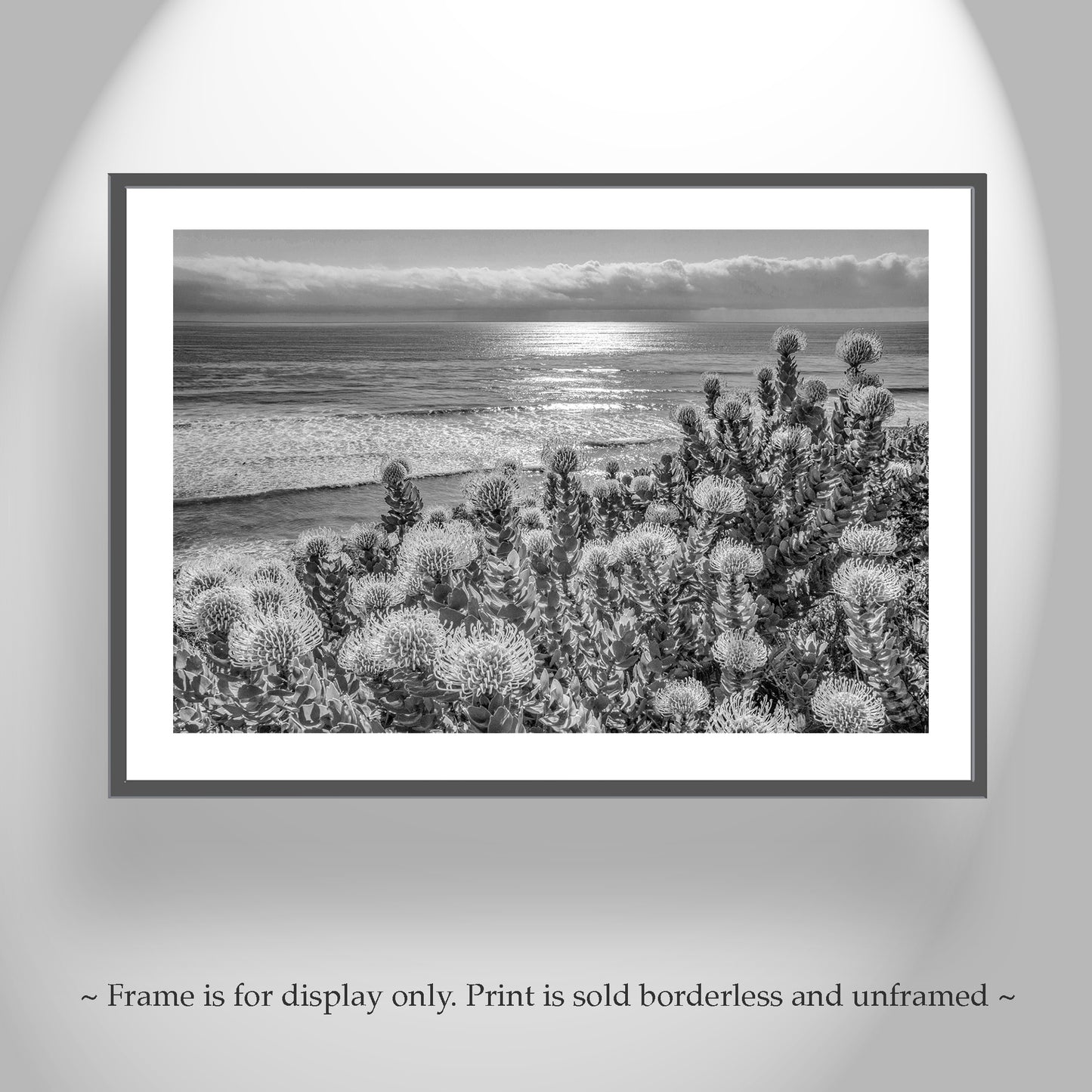 Encinitas California Ocean Art in Black & White with Protea Flowers