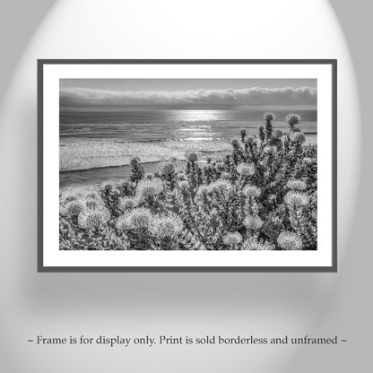 Encinitas California Ocean Art in Black & White with Protea Flowers