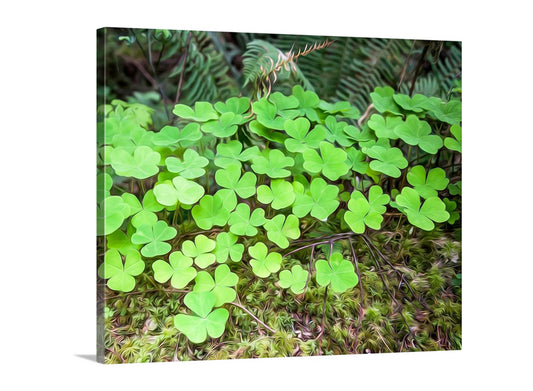 Green clover leaves on a forest floor with a blurred background. Redwood Forest Clover Leaves Nature Photography Art Print