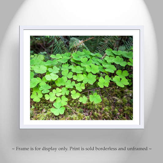 Redwood Forest Clover Leaves Nature Photography Art Print