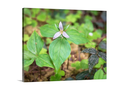 Flower with green leaves on a blurred natural background. My forest leaf art for your walls: the lush redwood woodlands undergrowth of the northwest California coast! This lone, delicate wildflower is the Western trillium. Original, unique signed art by Murray Bolesta!