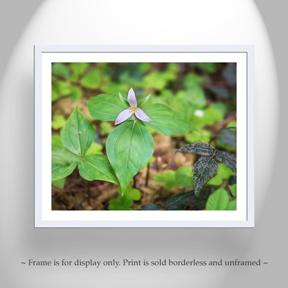 Western Trillum Flower Nature Photograph in California Redwood Forest