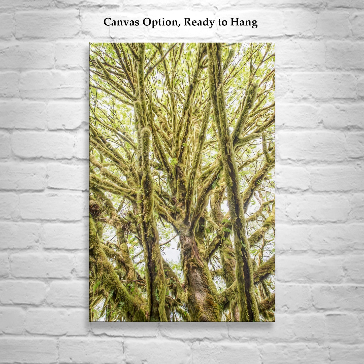Olympic Peninsula Forest Photography Art Print | Washington State