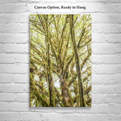 Olympic Peninsula Forest Photography Art Print | Washington State
