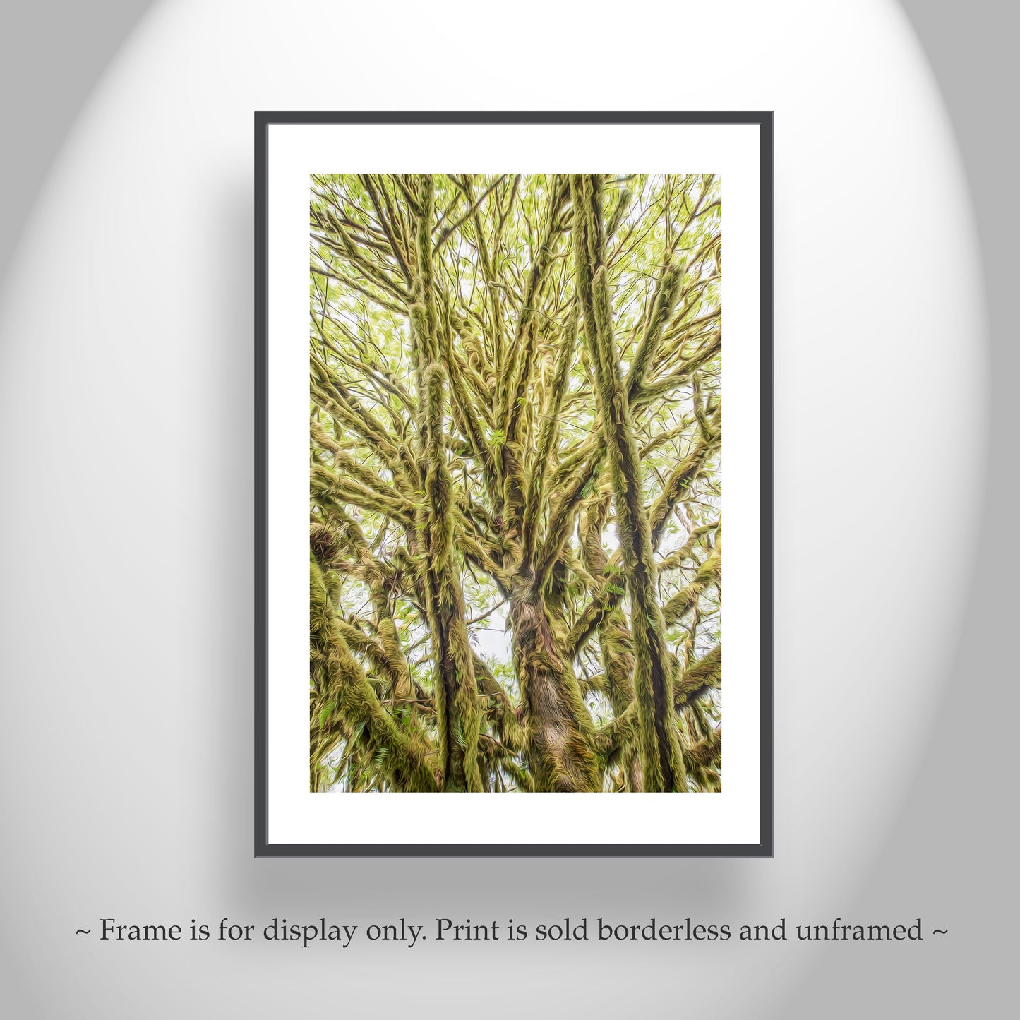 Olympic Peninsula Forest Photography Art Print | Washington State