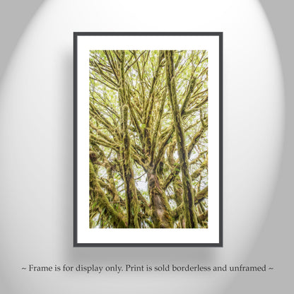 Olympic Peninsula Forest Photography Art Print | Washington State