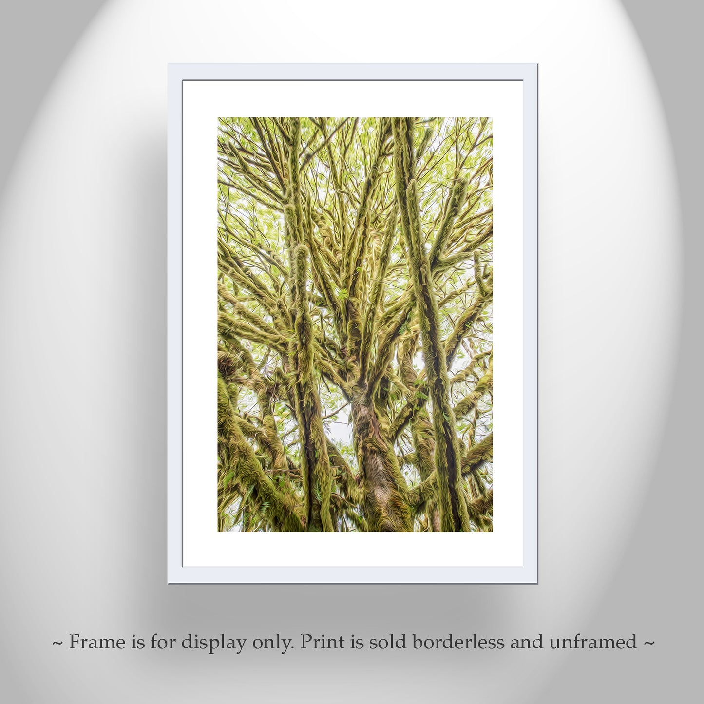Olympic Peninsula Forest Photography Art Print | Washington State