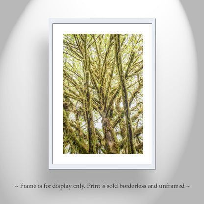 Olympic Peninsula Forest Photography Art Print | Washington State