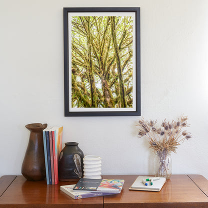 Olympic Peninsula Forest Photography Art Print | Washington State