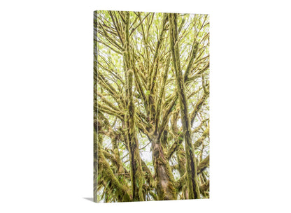 Olympic Peninsula Forest Photography Art Print | Washington State