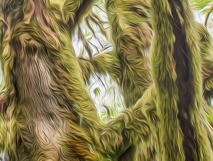 Olympic Peninsula Forest Photography Art Print | Washington State