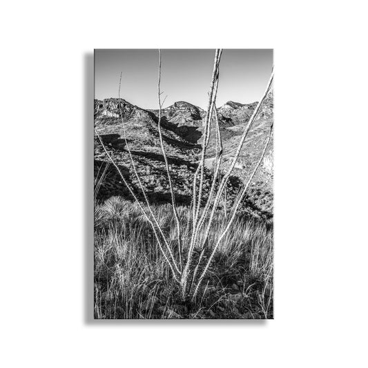 Ramanote Canyon Black and White Arizona Landscape Art with Ocotillo