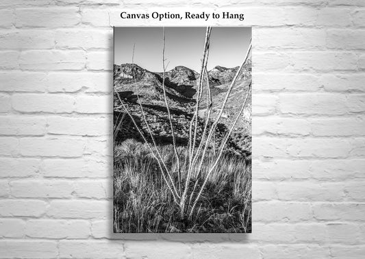 Ramanote Canyon Black and White Arizona Landscape Art with Ocotillo