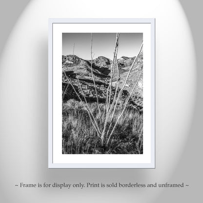 Ramanote Canyon Black and White Arizona Landscape Art with Ocotillo