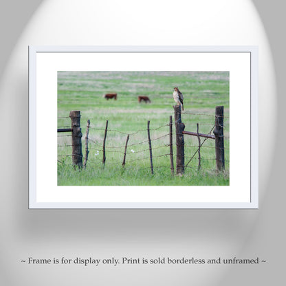 Hawk Photograph in Arizona Cattle Ranch Landscape on Rustic Barbed Wire Fence
