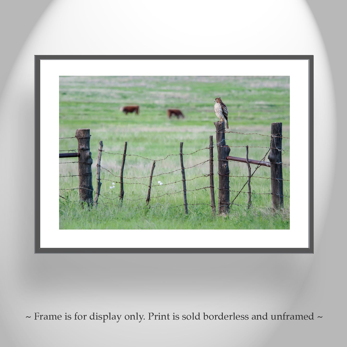 Hawk Photograph in Arizona Cattle Ranch Landscape on Rustic Barbed Wire Fence