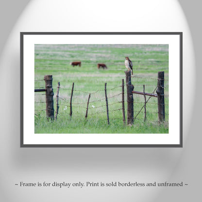 Hawk Photograph in Arizona Cattle Ranch Landscape on Rustic Barbed Wire Fence