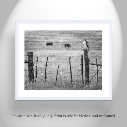 Hawk Bird on Western Cattle Ranch Fence in Black and White