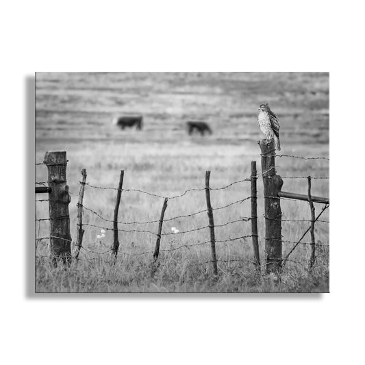 Hawk Bird on Western Cattle Ranch Fence in Black and White