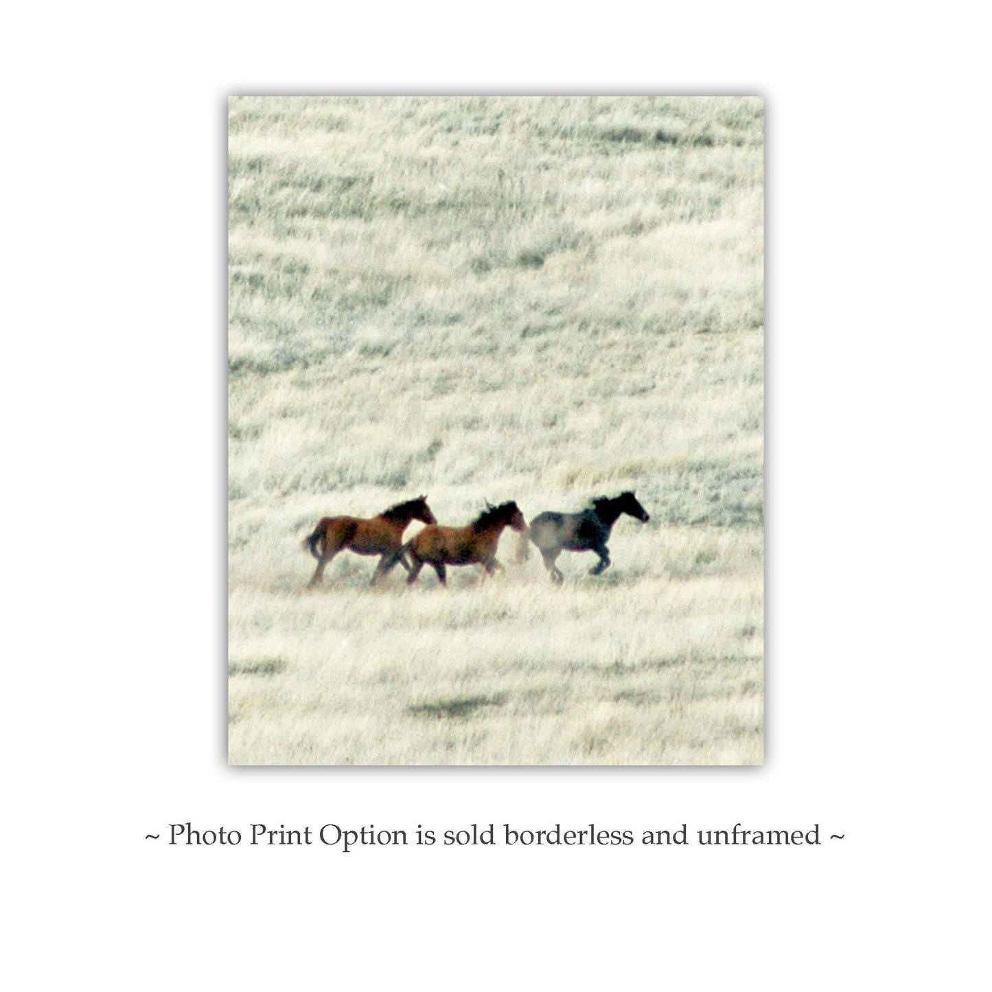 Horse Art | San Rafael Valley Arizona Ranch Prairie Grasslands Landscape