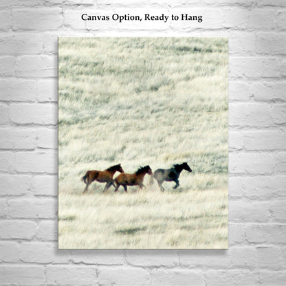 Horse Art | San Rafael Valley Arizona Ranch Prairie Grasslands Landscape