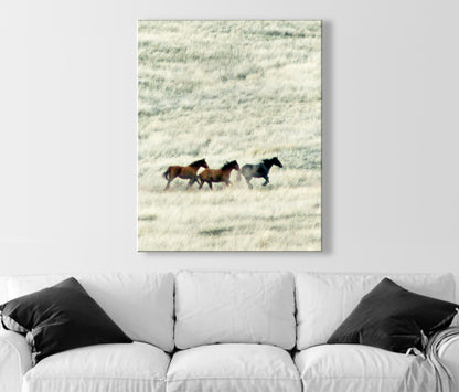 Horse Art | San Rafael Valley Arizona Ranch Prairie Grasslands Landscape