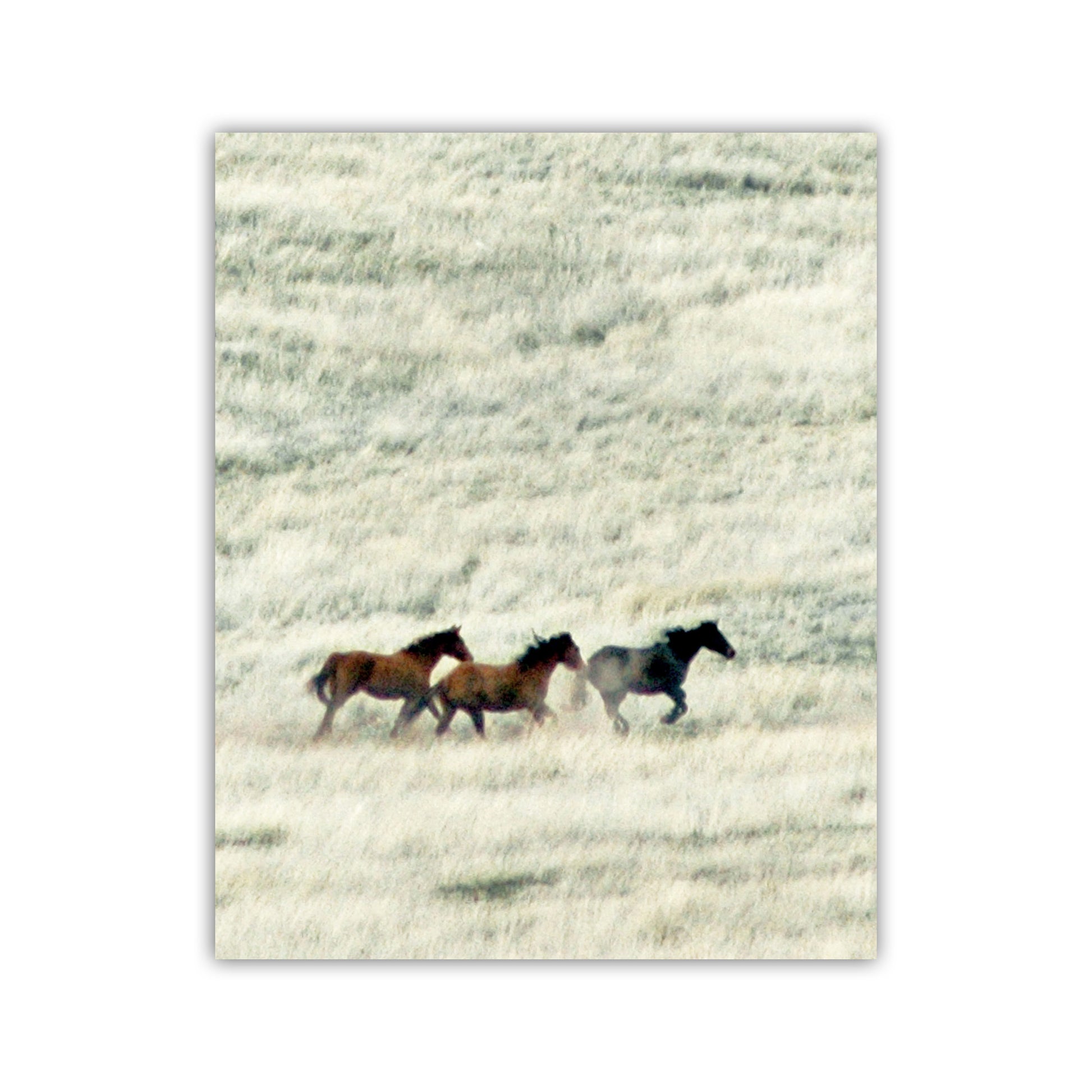 Three horses running in a field with a white background. Horse Art | San Rafael Valley Arizona Ranch Prairie Grasslands Landscape