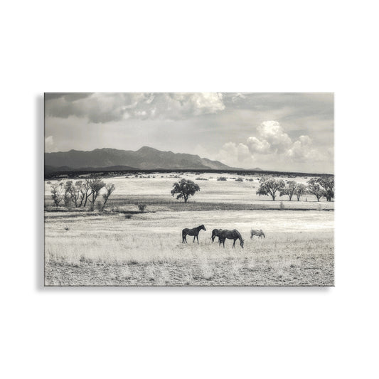 Black and white landscape of horses in a field with Huachuca mountains in the background. Horse Ranch Landscape Photography at Arizona-Mexico Border