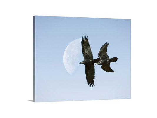 Flying Raven Artwork with Moon as Arizona Bird Wall Decor