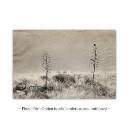 Fine Art Surreal Raven Bird Art with Southwestern Century Plant Agave