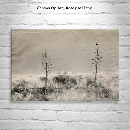 Fine Art Surreal Raven Bird Art with Southwestern Century Plant Agave