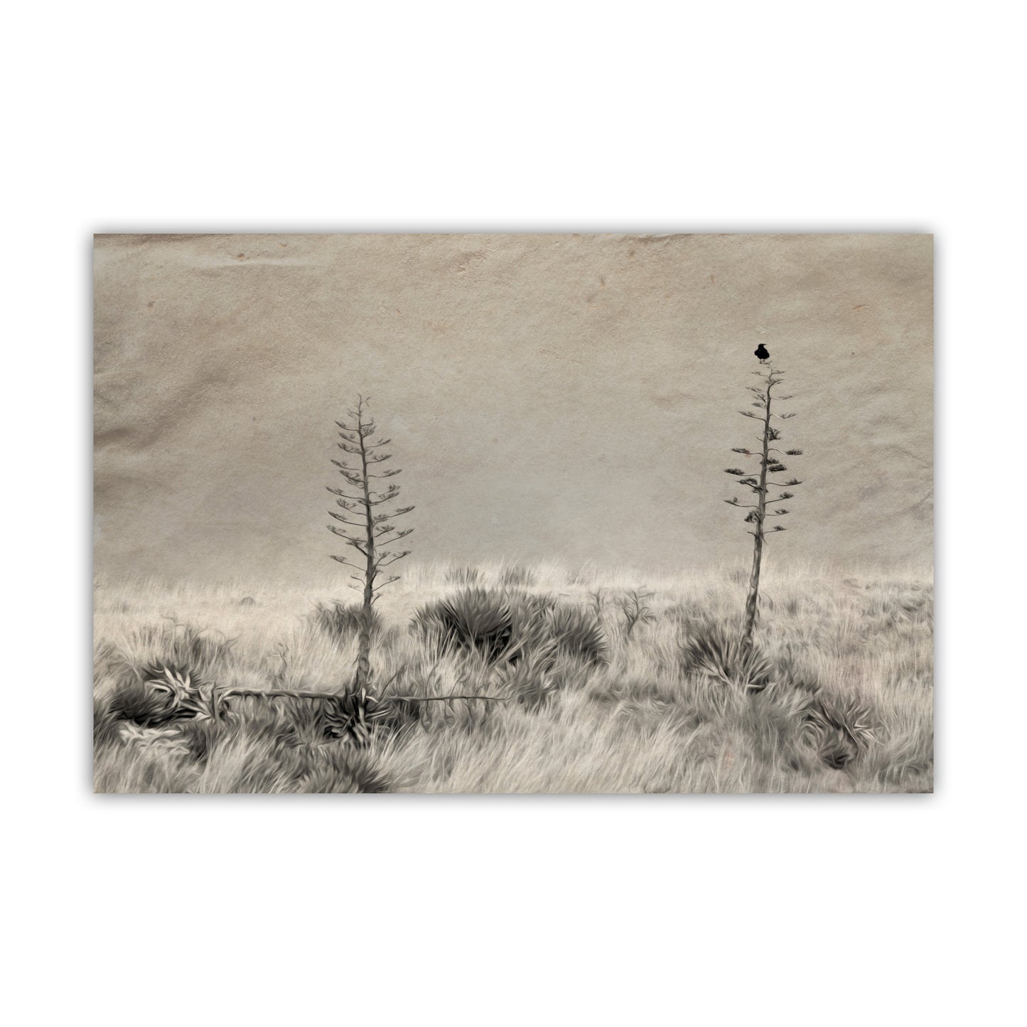 Fine Art Surreal Raven Bird Art with Southwestern Century Plant Agave