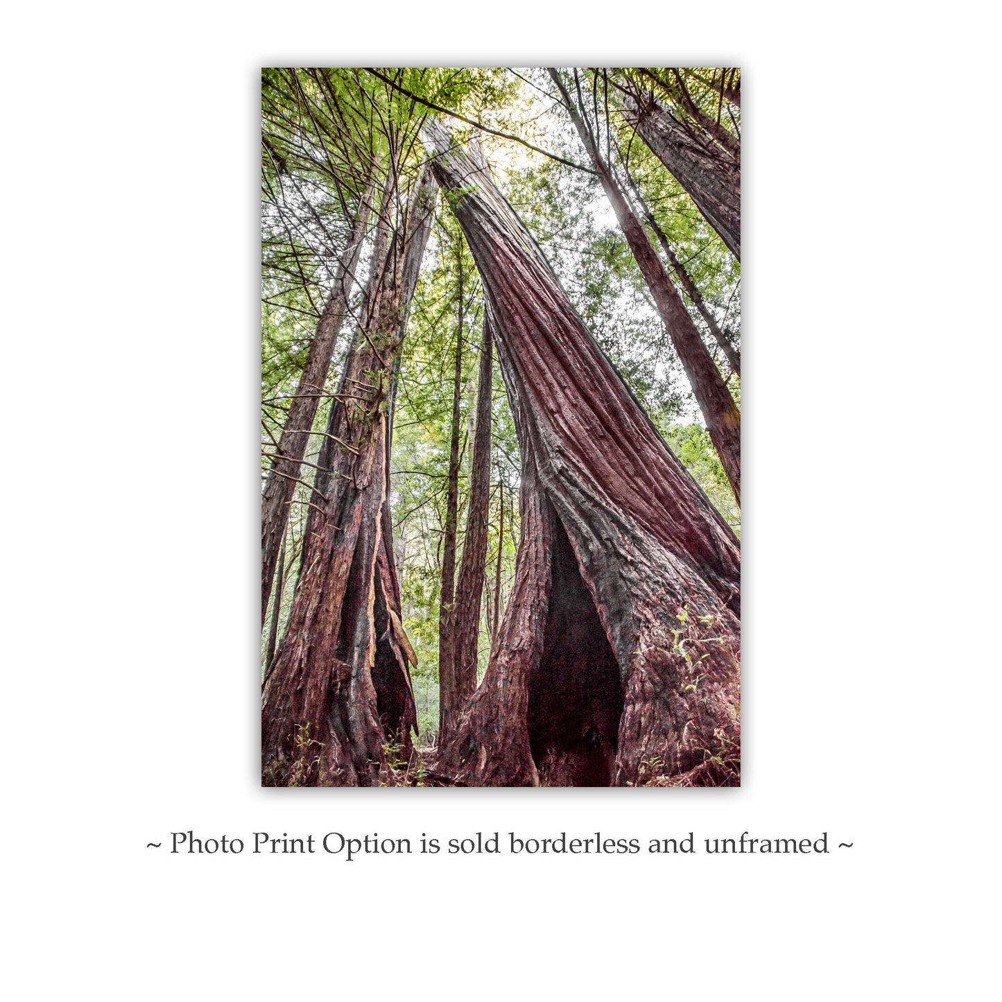 Redwood Tree Art Print at Big Basin Redwoods State Park Santa Cruz California