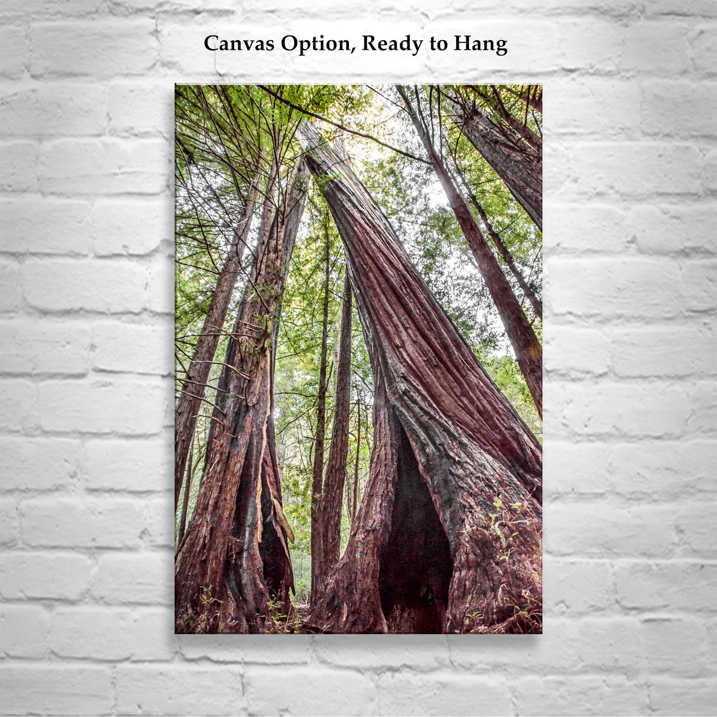 Redwood Tree Art Print at Big Basin Redwoods State Park Santa Cruz California