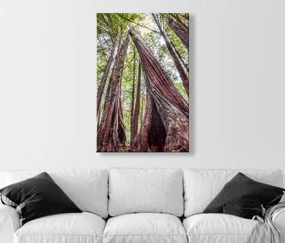 Redwood Tree Art Print at Big Basin Redwoods State Park Santa Cruz California