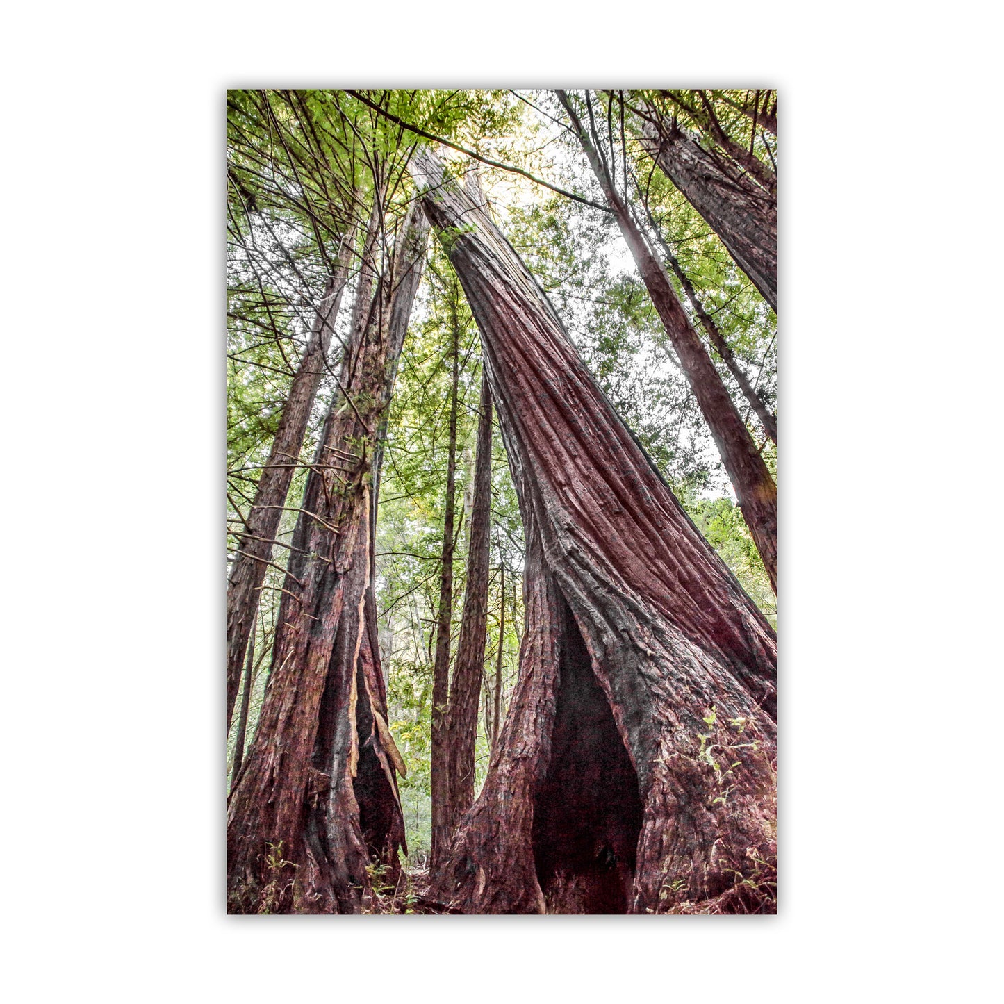 Tall trees with a focus on their trunks in a forest setting. Redwood Tree Art Print at Big Basin Redwoods State Park Santa Cruz California