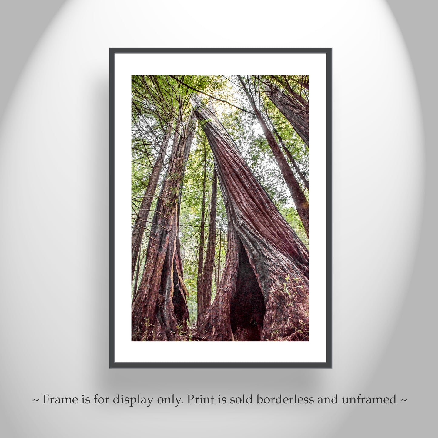Redwood Tree Art Print at Big Basin Redwoods State Park Santa Cruz California