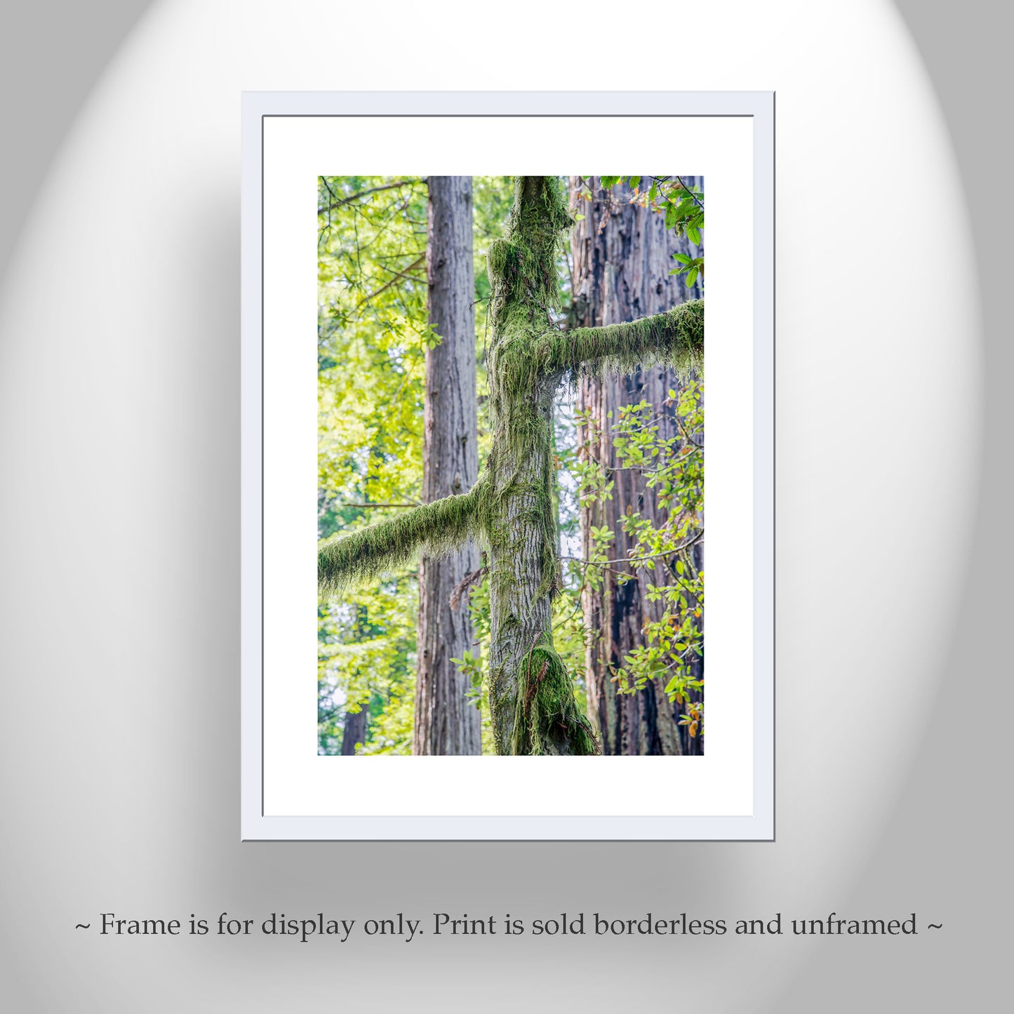 Redwood Forest Art Print from Northern California as Restful Wall Decor
