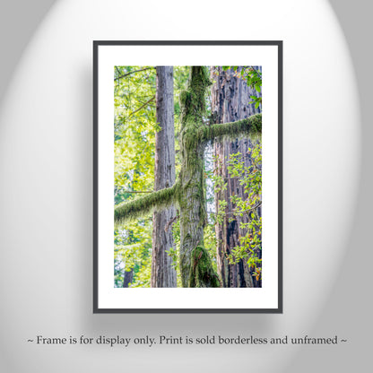 Redwood Forest Art Print from Northern California as Restful Wall Decor