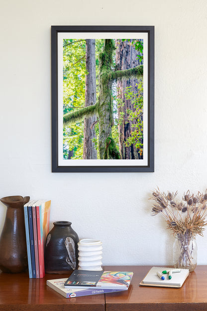 Redwood Forest Art Print from Northern California as Restful Wall Decor