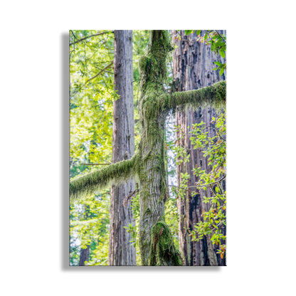 My splendid picture of a peaceful day in California's Redwood National Park. Here, a deciduous tree (hemlock?) is draped in green moss. Original, unique signed art by Murray Bolesta!
