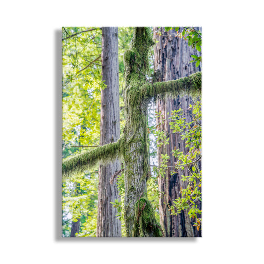 My splendid picture of a peaceful day in California's Redwood National Park. Here, a deciduous tree (hemlock?) is draped in green moss. Original, unique signed art by Murray Bolesta!