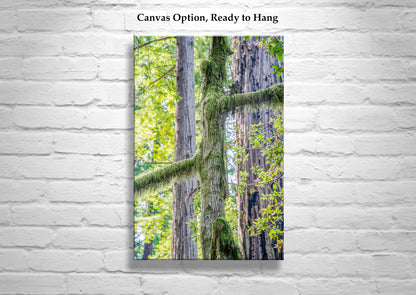 Redwood Forest Art Print from Northern California as Restful Wall Decor