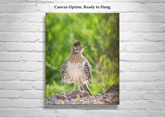 Roadrunner Bird Photograph in Southern Arizona Desert as Avian Art